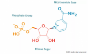 新的人体研究显示NMN显著增加NAD并增强身体机能